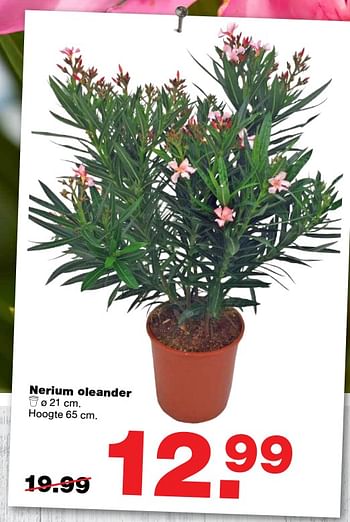 Aanbiedingen Nerium oleander - Huismerk - Praxis - Geldig van 12/06/2017 tot 25/06/2017 bij Praxis