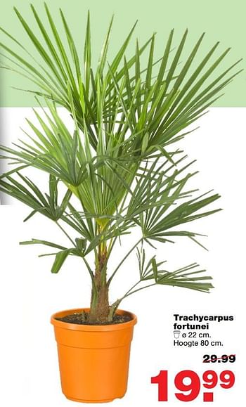 Aanbiedingen Trachycarpus fortunei - Huismerk - Praxis - Geldig van 12/06/2017 tot 25/06/2017 bij Praxis