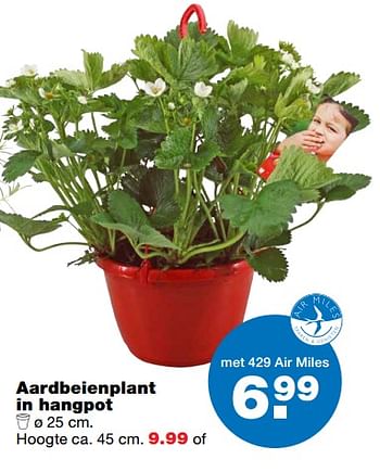 Aanbiedingen Aardbeienplant in hangpot - Huismerk - Praxis - Geldig van 12/06/2017 tot 25/06/2017 bij Praxis