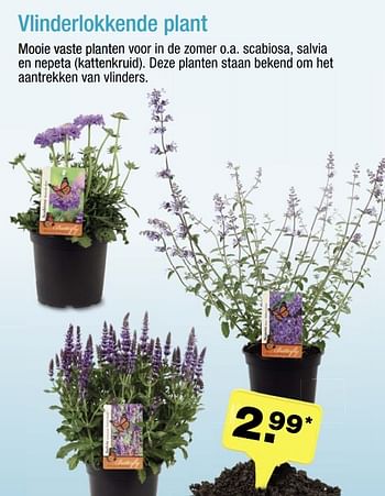 Aanbiedingen Vlinderlokkende plant - Huismerk - Aldi - Geldig van 19/06/2017 tot 25/06/2017 bij Aldi