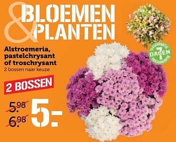 Aanbiedingen Alstroemeria, pastelchrysant of troschrysant - Huismerk - Coop - Geldig van 19/06/2017 tot 25/06/2017 bij Coop