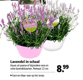 Aanbiedingen Lavendel in schaal - Huismerk - Welkoop - Geldig van 19/06/2017 tot 02/07/2017 bij Welkoop