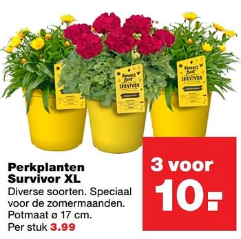 Aanbiedingen Perkplanten survivor xl - Huismerk - Praxis - Geldig van 16/06/2017 tot 25/06/2017 bij Praxis