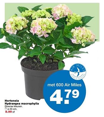 Aanbiedingen Hortensia hydrangea macrophylla - Huismerk - Praxis - Geldig van 26/06/2017 tot 09/07/2017 bij Praxis