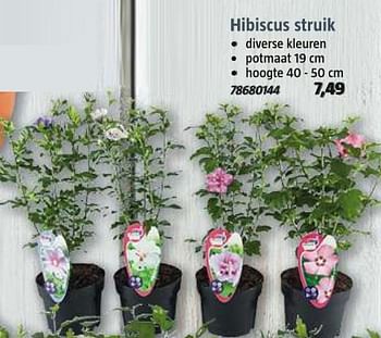 Aanbiedingen Hibiscus struik - Huismerk - Bauhaus - Geldig van 16/06/2017 tot 09/07/2017 bij Bauhaus