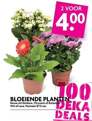 Aanbiedingen Bloeiende planten - Huismerk - Deka Markt - Geldig van 02/07/2017 tot 08/07/2017 bij Deka Markt