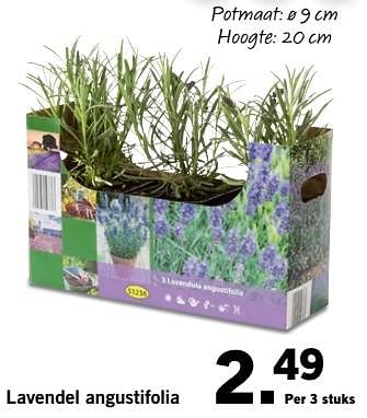 Aanbiedingen Lavendel angustifolia - Huismerk - Lidl - Geldig van 02/07/2017 tot 09/07/2017 bij Lidl