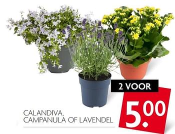 Aanbiedingen Calandiva, campanula of lavendel - Huismerk - Deka Markt - Geldig van 16/07/2017 tot 22/07/2017 bij Deka Markt