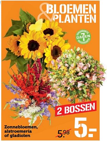 Aanbiedingen Zonnebloemen, alstroemeria of gladiolen - Huismerk - Coop - Geldig van 17/07/2017 tot 23/07/2017 bij Coop