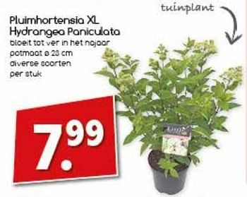 Aanbiedingen Pluimhortensia xl hydrangea paniculata - Huismerk - Agrimarkt - Geldig van 24/07/2017 tot 29/07/2017 bij Agrimarkt