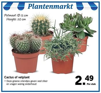 Aanbiedingen Cactus of vetplant - Huismerk - Lidl - Geldig van 30/07/2017 tot 05/08/2017 bij Lidl