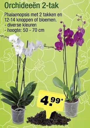 Aanbiedingen Orchideeën 2-tak - Huismerk - Aldi - Geldig van 31/07/2017 tot 05/08/2017 bij Aldi
