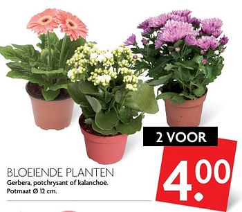 Aanbiedingen Bloeiende planten - Huismerk - Deka Markt - Geldig van 06/08/2017 tot 12/08/2017 bij Deka Markt