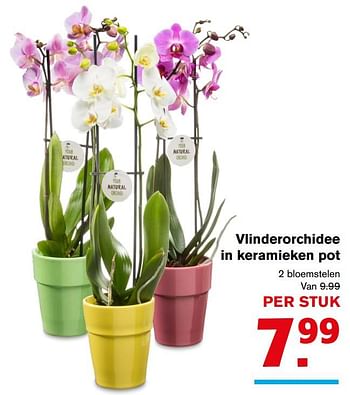 Aanbiedingen Vlinderorchidee in keramieken pot - Huismerk - Hoogvliet - Geldig van 09/08/2017 tot 15/08/2017 bij Hoogvliet