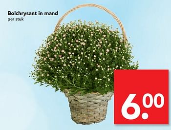 Aanbiedingen Bolchrysant in mand - Huismerk deen supermarkt - Geldig van 13/08/2017 tot 19/08/2017 bij Deen Supermarkten