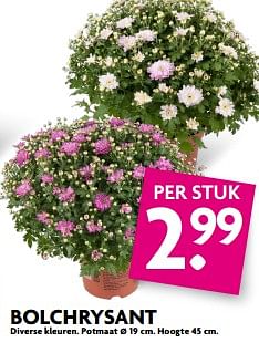 Aanbiedingen Bolchrysant - Huismerk - Deka Markt - Geldig van 20/08/2017 tot 26/08/2017 bij Deka Markt