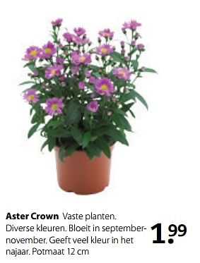 Aanbiedingen Aster crown - Huismerk- Boerenbond - Geldig van 21/08/2017 tot 10/09/2017 bij Boerenbond
