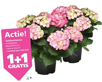 Aanbiedingen Tuinhortensia hydrangea macrophylla - Huismerk - Ranzijn - Geldig van 21/08/2017 tot 04/09/2017 bij Ranzijn