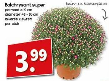 Aanbiedingen Bolchrysant super - Huismerk - Agrimarkt - Geldig van 21/08/2017 tot 26/08/2017 bij Agrimarkt