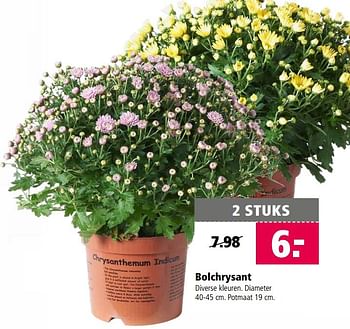 Aanbiedingen Bolchrysant - Huismerk - Welkoop - Geldig van 28/08/2017 tot 10/09/2017 bij Welkoop