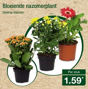 Aanbiedingen Bloeiende nazomerplant - Huismerk - Aldi - Geldig van 04/09/2017 tot 10/09/2017 bij Aldi