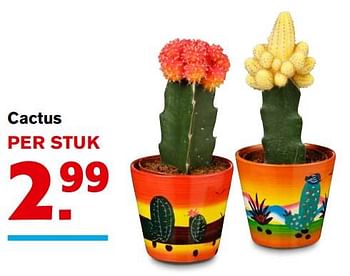 Aanbiedingen Cactus - Huismerk - Hoogvliet - Geldig van 06/09/2017 tot 12/09/2017 bij Hoogvliet