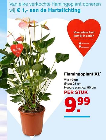 Aanbiedingen Flamingoplant xl - Huismerk - Hoogvliet - Geldig van 06/09/2017 tot 12/09/2017 bij Hoogvliet