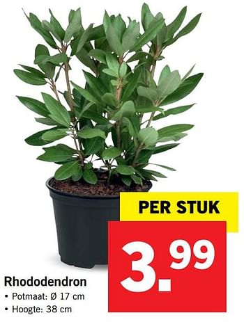 Aanbiedingen Rhododendron - Huismerk - Lidl - Geldig van 11/09/2017 tot 17/09/2017 bij Lidl
