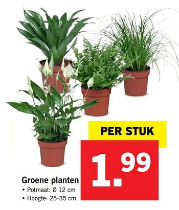 Aanbiedingen Groene planten - Huismerk - Lidl - Geldig van 11/09/2017 tot 17/09/2017 bij Lidl