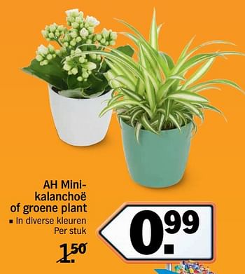 Aanbiedingen Ah minikalanchoë of groene plant - Huismerk - Albert Heijn - Geldig van 11/09/2017 tot 17/09/2017 bij Albert Heijn