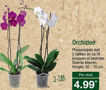 Aanbiedingen Orchidee - Huismerk - Aldi - Geldig van 18/09/2017 tot 23/09/2017 bij Aldi