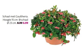 Aanbiedingen Schaal met gaultheria - Huismerk - Intratuin - Geldig van 18/09/2017 tot 24/09/2017 bij Intratuin