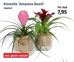 Aanbiedingen Bromelia amazone beach - Huismerk - Bauhaus - Geldig van 15/09/2017 tot 08/10/2017 bij Bauhaus