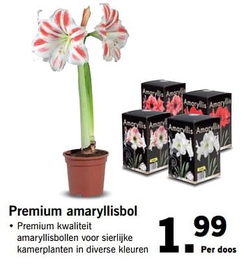 Aanbiedingen Premium amaryllisbol - Huismerk - Lidl - Geldig van 02/10/2017 tot 08/10/2017 bij Lidl