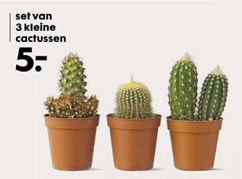 Aanbiedingen Set van 3 kleine cactussen - Huismerk - Hema - Geldig van 02/10/2017 tot 15/10/2017 bij Hema