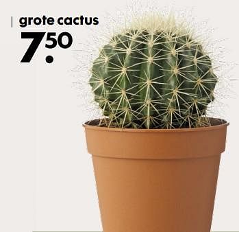 Aanbiedingen Grote cactus - Huismerk - Hema - Geldig van 02/10/2017 tot 15/10/2017 bij Hema