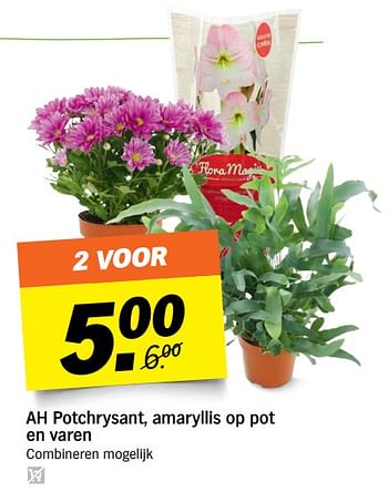 Aanbiedingen Ah potchrysant, amaryllis op pot en varen - Huismerk - Albert Heijn - Geldig van 09/10/2017 tot 15/10/2017 bij Albert Heijn