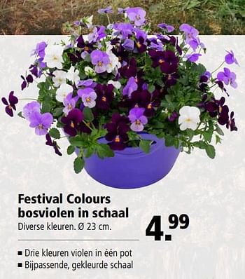 Aanbiedingen Festival colours bosviolen in schaal - Huismerk - Welkoop - Geldig van 09/10/2017 tot 22/10/2017 bij Welkoop