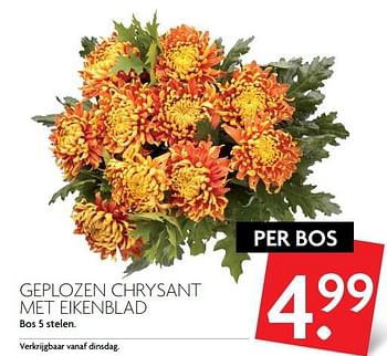 Aanbiedingen Geplozen chrysant met eikenblad - Huismerk - Deka Markt - Geldig van 15/10/2017 tot 21/10/2017 bij Deka Markt