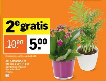Aanbiedingen Ah kalanchoë of groene plant in pot - Huismerk - Albert Heijn - Geldig van 23/10/2017 tot 29/10/2017 bij Albert Heijn