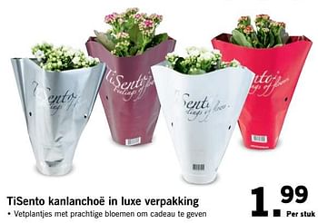 Aanbiedingen Tisento kanlanchoë in luxe verpakking - Huismerk - Lidl - Geldig van 23/10/2017 tot 29/10/2017 bij Lidl