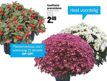 Aanbiedingen Gaultheria procumbens - Huismerk - Formido - Geldig van 23/10/2017 tot 29/10/2017 bij Formido