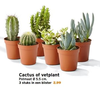 Aanbiedingen Cactus of vetplant - Huismerk - Gamma - Geldig van 23/10/2017 tot 05/11/2017 bij Gamma