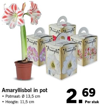 Aanbiedingen Amaryllisbol in pot - Huismerk - Lidl - Geldig van 30/10/2017 tot 05/11/2017 bij Lidl