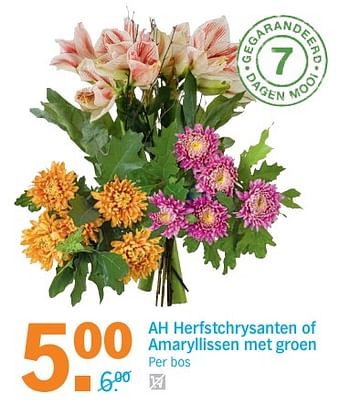 Aanbiedingen Ah herfstchrysanten of amaryllissen met groen - Huismerk - Albert Heijn - Geldig van 30/10/2017 tot 05/11/2017 bij Albert Heijn
