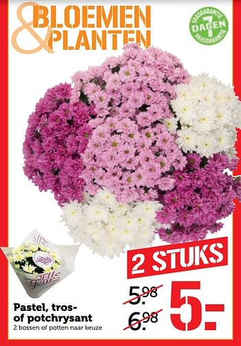 Aanbiedingen Pastel, tros- of potchrysant - Huismerk - Coop - Geldig van 30/10/2017 tot 05/11/2017 bij Coop