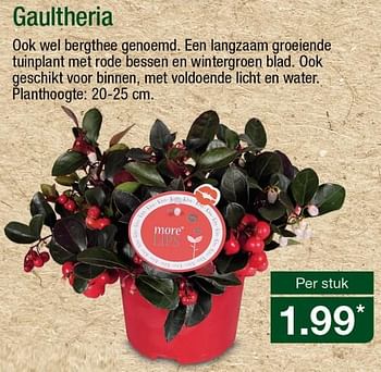 Aanbiedingen Gaultheria - Huismerk - Aldi - Geldig van 05/11/2017 tot 12/11/2017 bij Aldi