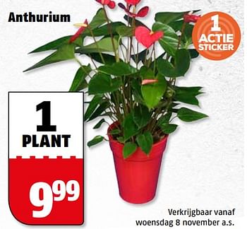 Aanbiedingen Anthurium - Huismerk Poiesz - Geldig van 06/11/2017 tot 12/11/2017 bij Poiesz