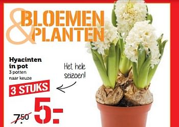 Aanbiedingen Hyacinten in pot - Huismerk - Coop - Geldig van 06/11/2017 tot 12/11/2017 bij Coop