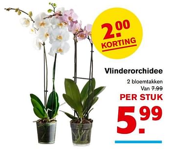 Aanbiedingen Vlinderorchidee - Huismerk - Hoogvliet - Geldig van 08/11/2017 tot 14/11/2017 bij Hoogvliet